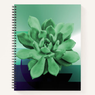 Green Succulent Echeveria Apus Photo Close-up Notebook