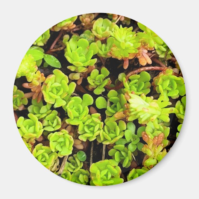 Green Succulent Flowers Magnet (Front)