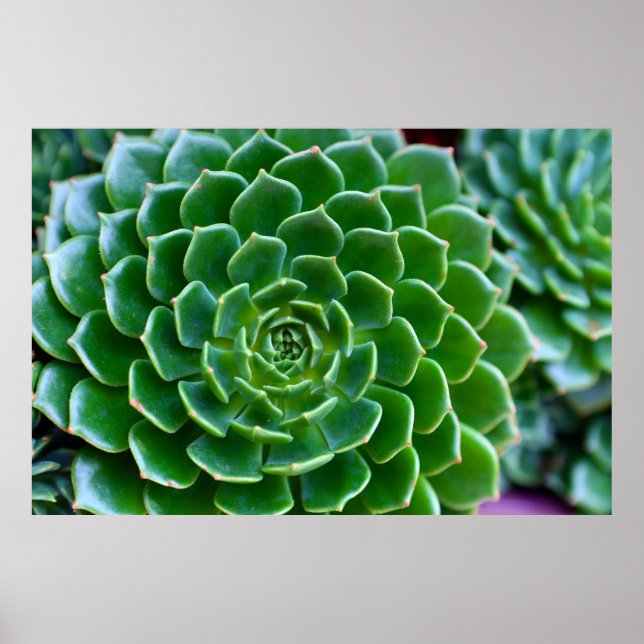 Green Succulent Nature Photography Poster (Front)