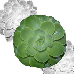 Green Succulent Photographic Botanical Round Cushion