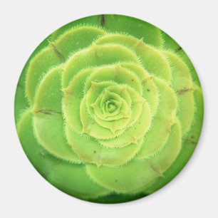 Green Succulent Plant Pretty Round Magnet