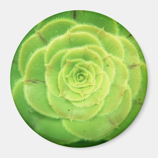 Green Succulent Plant Pretty Round Magnet (Front)