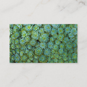 Green Succulents Echeveria Plants Business Card