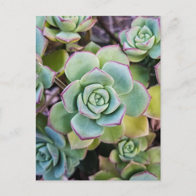 Green succulents with red outlines postcard (Front)