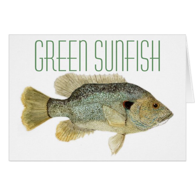 Green Sunfish (Front Horizontal)