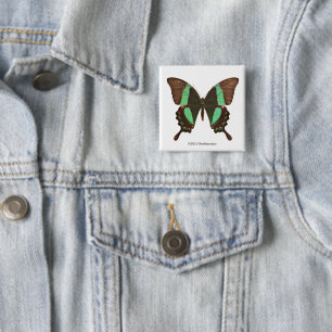 Green Swallowtail Butterfly 15 Cm Square Badge