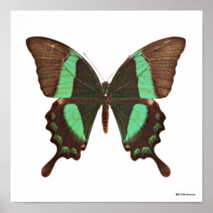 Green Swallowtail Butterfly Poster