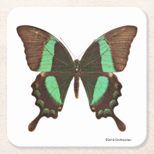 Green Swallowtail Butterfly Square Paper Coaster