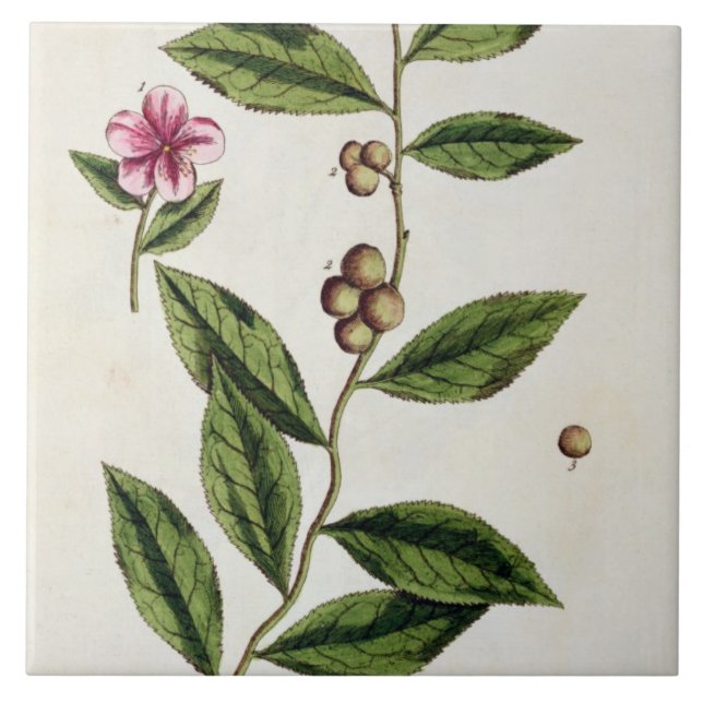 Green Tea, plate 351 from 'A Curious Herbal', publ Ceramic Tile (Front)
