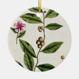 Green Tea, plate 351 from 'A Curious Herbal', publ Ceramic Tree Decoration