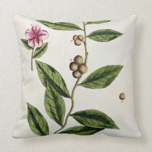 Green Tea, plate 351 from 'A Curious Herbal', publ Cushion