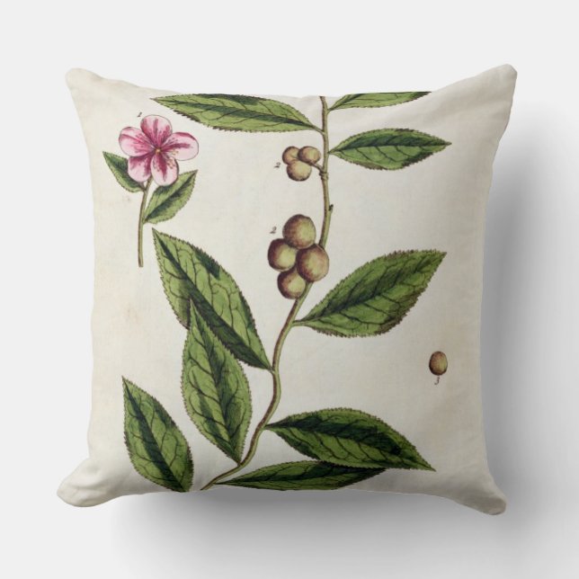 Green Tea, plate 351 from 'A Curious Herbal', publ Cushion (Front)