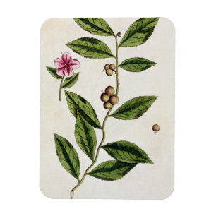 Green Tea, plate 351 from 'A Curious Herbal', publ Magnet