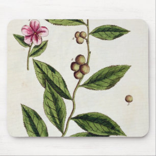 Green Tea, plate 351 from 'A Curious Herbal', publ Mouse Pad