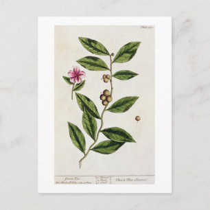 Green Tea, plate 351 from 'A Curious Herbal', publ Postcard