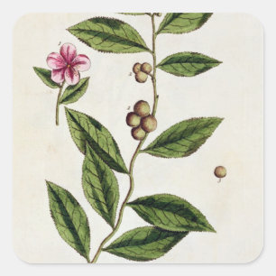 Green Tea, plate 351 from 'A Curious Herbal', publ Square Sticker