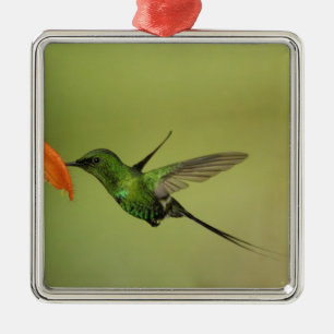 Green Thorntail Hummingbird, Cordillera Metal Ornament