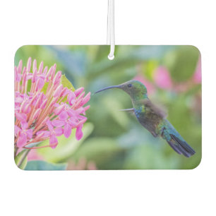 Green Throated Carib Hummingbird Air Freshener