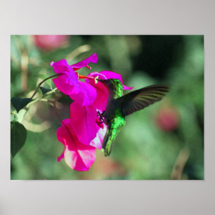 Green Throated Carib Hummingbird on Bougainvillea Poster