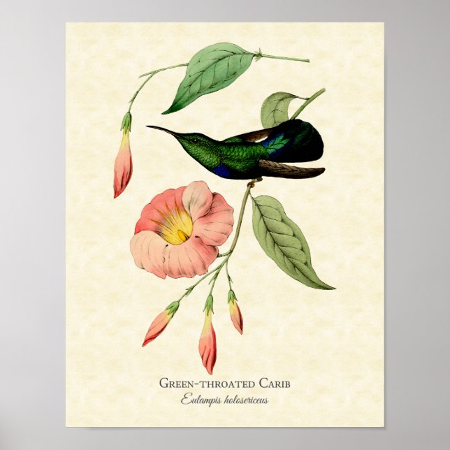 Green Throated Hummingbird Vintage Art Poster (Front)