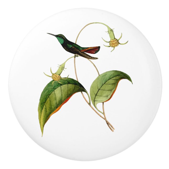 Green Throated Mango Hummingbird Ceramic Knob (Front)