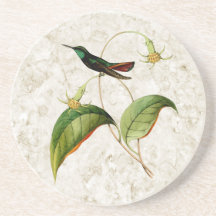 Green Throated Mango Hummingbird Sandstone Coaster