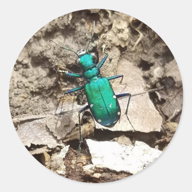 Green Tiger Beetle Classic Round Sticker (Front)