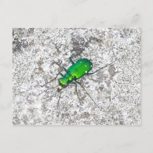 Green Tiger Beetle Postcard