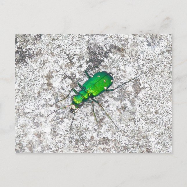 Green Tiger Beetle Postcard (Front)