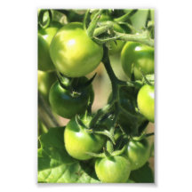 Green Tomatoes