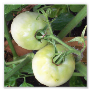 Green Tomatoes Photo Print