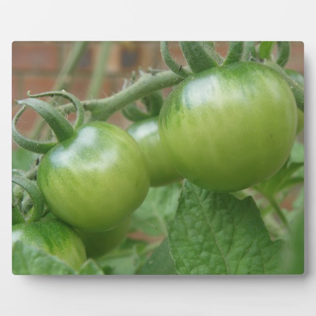 Green Tomatoes Plaque (Front)