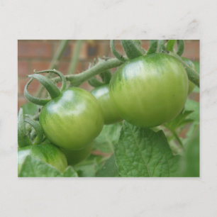 Green Tomatoes Postcard