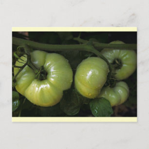 Green Tomatoes Postcard