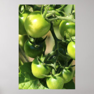 Green Tomatoes Poster