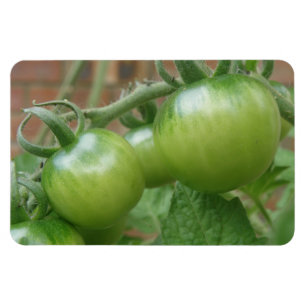 Green Tomatoes Premium Magnet