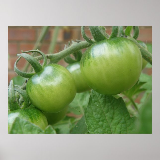 Green Tomatoes Print (Front)