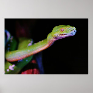 Green Tree Boa Stretching Poster
