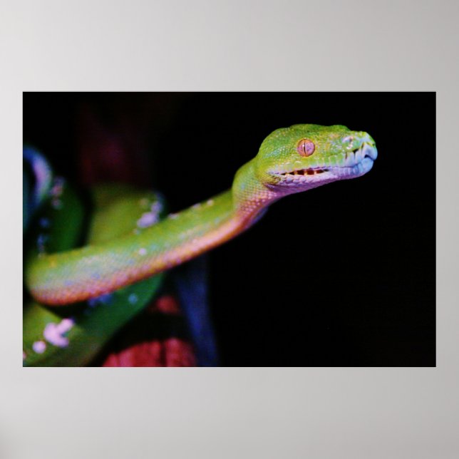 Green Tree Boa Stretching Poster (Front)