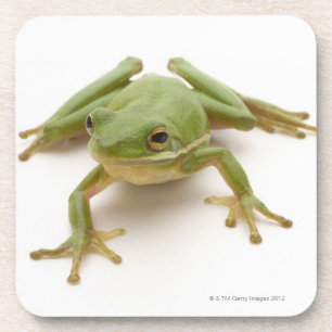 Green Tree Frog Coaster