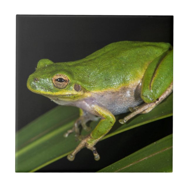 Green Tree Frog (Hyla cinerea) 2 Ceramic Tile (Front)
