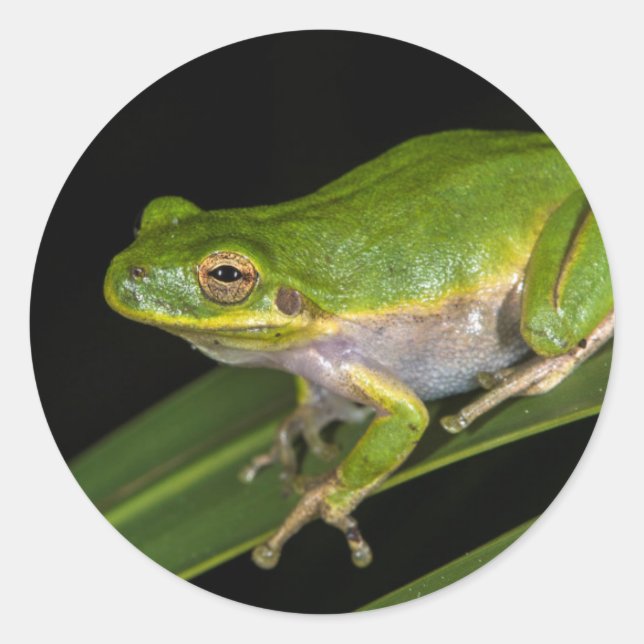 Green Tree Frog (Hyla cinerea) 2 Classic Round Sticker (Front)