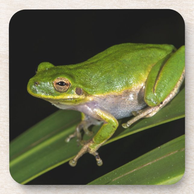 Green Tree Frog (Hyla cinerea) 2 Coaster (Front)