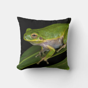 Green Tree Frog (Hyla cinerea) 2 Cushion