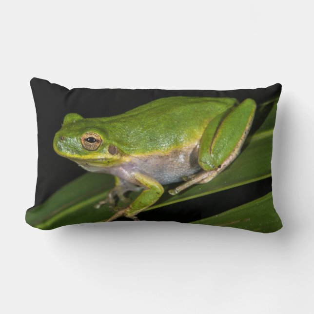 Green Tree Frog (Hyla cinerea) 2 Lumbar Cushion (Front)