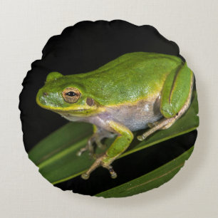 Green Tree Frog (Hyla cinerea) 2 Round Cushion