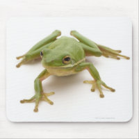 Green Tree Frog
