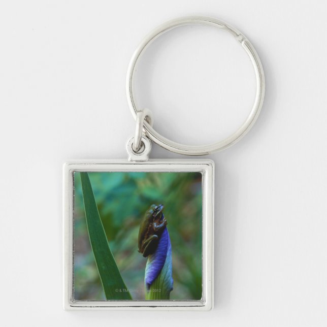 Green Tree Frog on Iris Key Ring (Front)