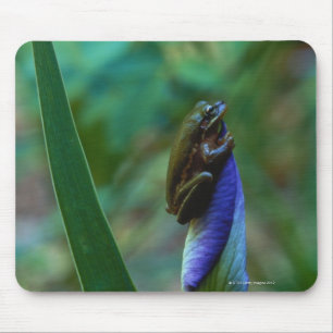 Green Tree Frog on Iris Mouse Pad