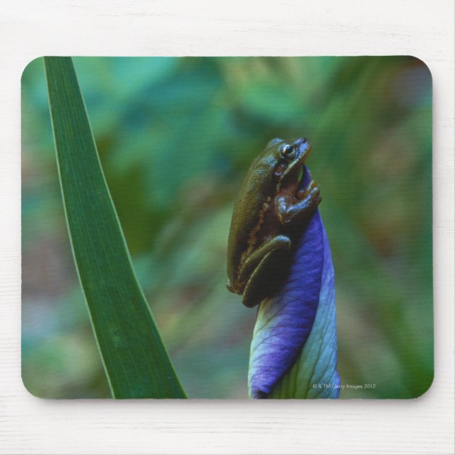 Green Tree Frog on Iris Mouse Pad (Front)
